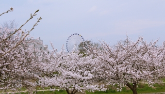 石手川公園の桜