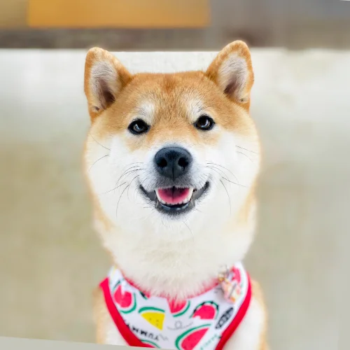 柴犬小雨
